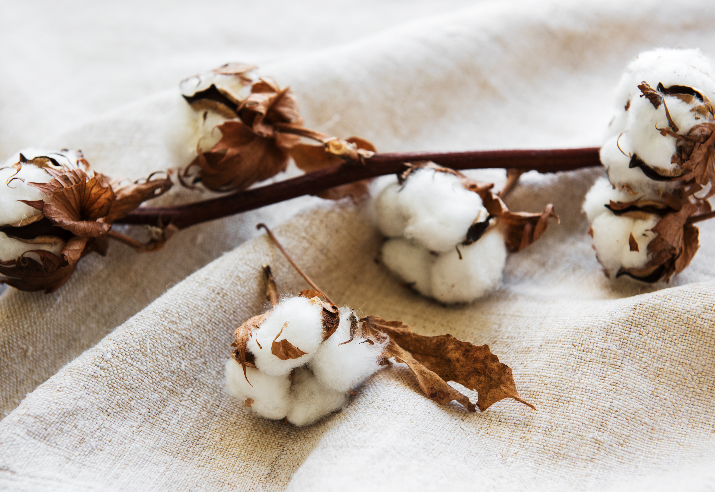 Cotton Flower on Grey Fabric